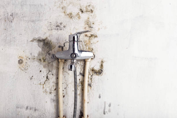 Best Same-Day Mold Removal  in Cherry Hill Mall, NJ