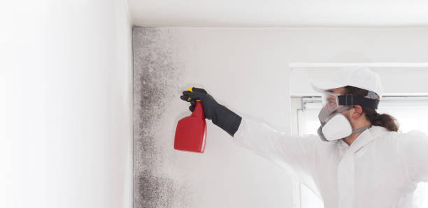 Best Mold Removal Company Near Me  in Cherry Hill Mall, NJ