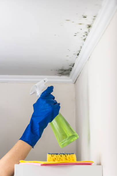 Attic Mold Removal in Cherry Hill Mall, NJ